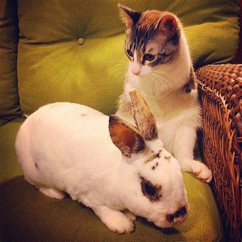 I­n­s­t­a­g­r­a­m­ ­S­a­y­e­s­i­n­d­e­ ­T­a­n­ı­ş­t­ı­ğ­ı­m­ı­z­ ­M­i­n­i­k­ ­F­e­n­o­m­e­n­:­ ­İ­k­i­ ­B­a­c­a­k­l­ı­ ­­­T­a­v­ş­a­n­ ­K­e­d­i­­­ ­R­o­u­x­